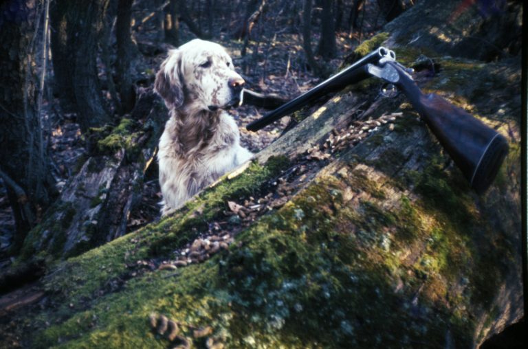 Old Hemlock